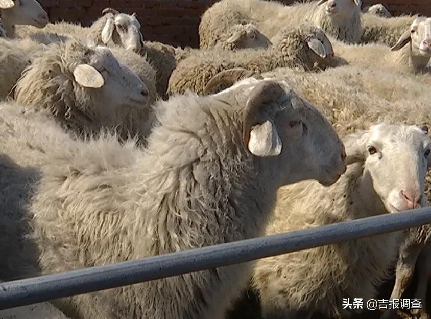 大赉乡最新项目，引领地区发展的前沿动态，大赉乡最新项目引领地区发展潮流